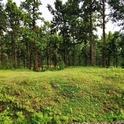 Trees growing in forest