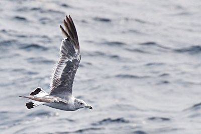 Close-up of seagull flying above sea