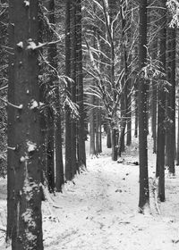 Bare trees in forest during winter