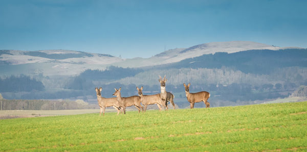 Horses on a field