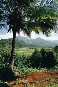 Palm trees on landscape