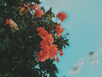 Low angle view of flowers blooming against sky