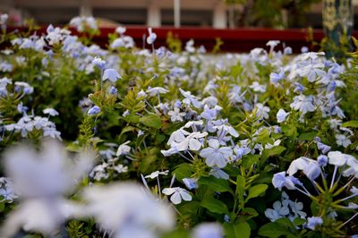 Close-up of white flowering plants
