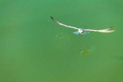 High angle view of bird flying over lake