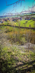 Plants growing on land