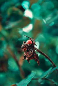 Close-up of insect on leaf