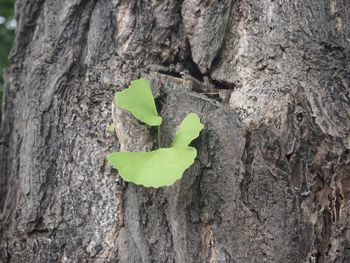 Close-up of tree trunk