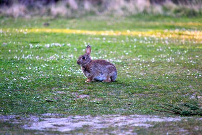 Wild rabbit on a fresh green land .