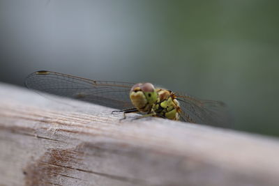 Close-up of dragonfly on wood