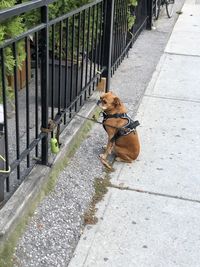 High angle view of dog on footpath