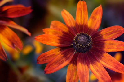 Close-up of flower blooming outdoors