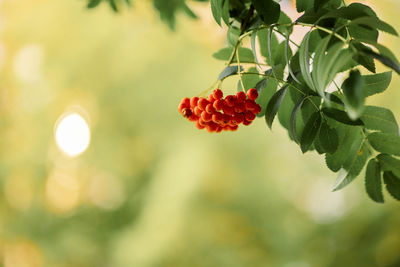 Beautiful autumn background with bunches of red rowan berries on blurred nature. selective focus