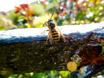 Close-up of insect on plant