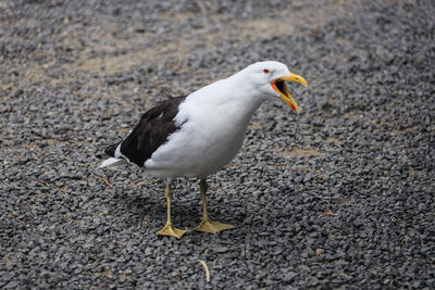 High angle view of seagull perching on road