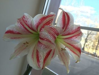 Close-up of fresh flowers blooming in window