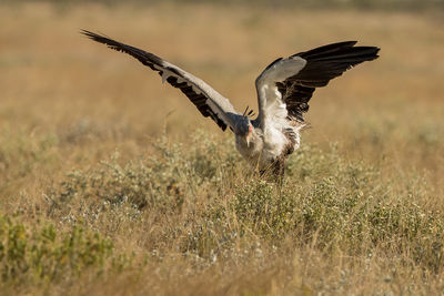 Bird flying over a field