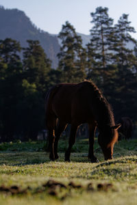 Horse standing on field