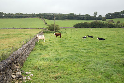 Cows grazing on field against sky