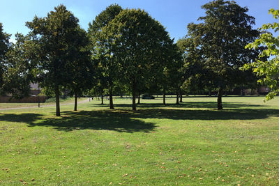 Trees on grassy field in park