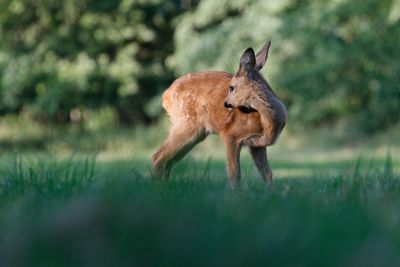 Squirrel standing on a field