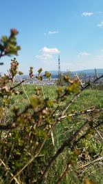 Close-up of plants growing on field against sky