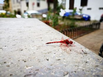 Close-up of insect on ground