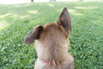 Rear view of german shepherd in park