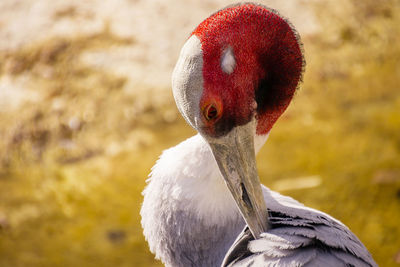 Close shot of sarus crane grooming its feathers