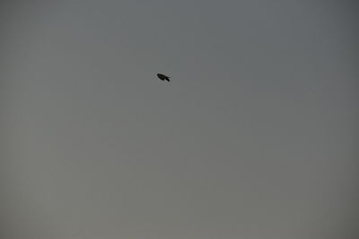 Low angle view of bird flying in the sky