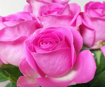 Close-up of pink rose