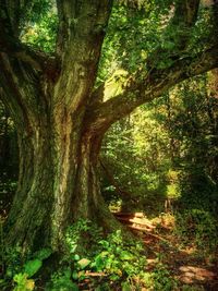 tree