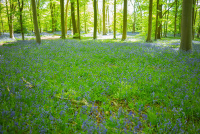 Scenic view of forest