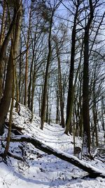 Trees in forest during winter