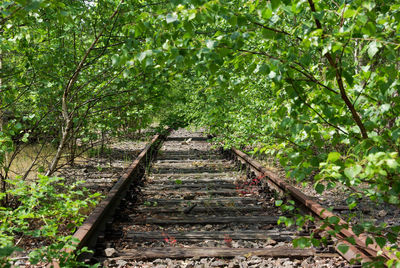 Railroad tracks amidst trees in forest