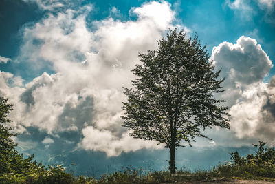 Low angle view of tree against sky