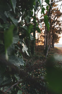 Trees growing in forest