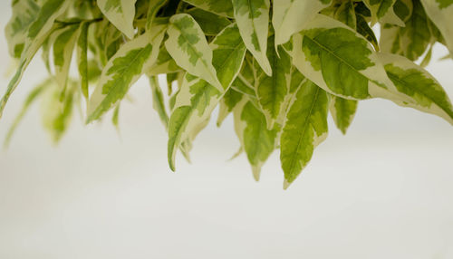 Close-up of fresh green leaves against white background