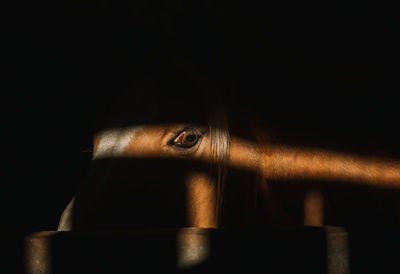 Portrait of horse in stable