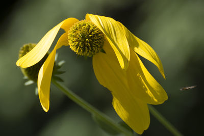 Close-up of yellow flowering plant