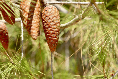 Close-up of pine cone on plant