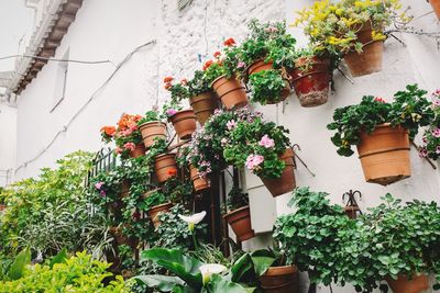 Potted plants mounted on wall