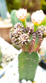 Close-up of succulent plant