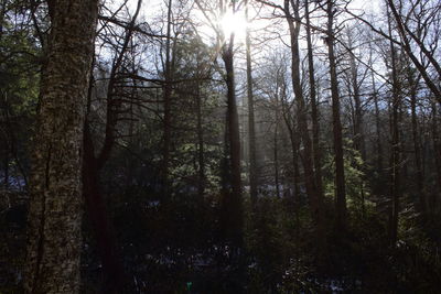 Trees in forest