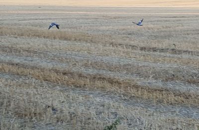 View of birds flying over land