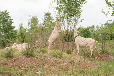 Sheep standing in a field