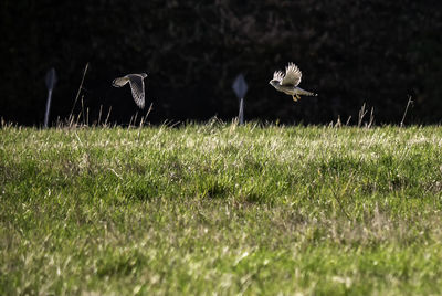 View of bird flying over grassy field