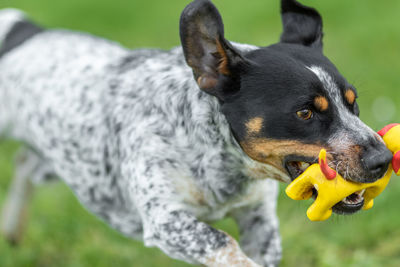 Close-up of a dog looking away