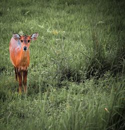 Portrait of horse standing in field