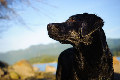 Close-up of black labrador on sunny day