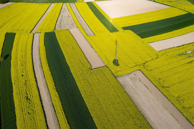 High angle view of yellow crop in field